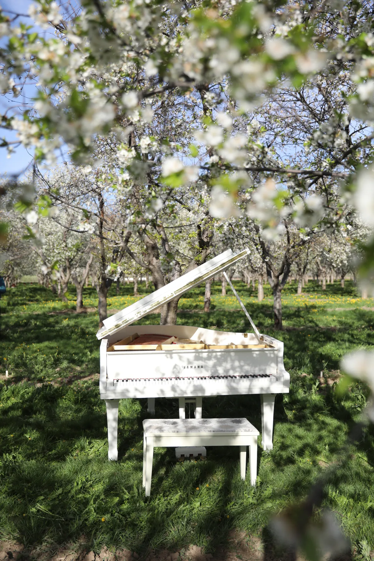 Detail from a Santaquin orchard editorial shoot.