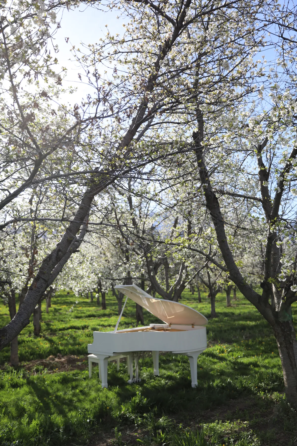 Santaquin cherry orchard editorial — pianist among the blossoms.