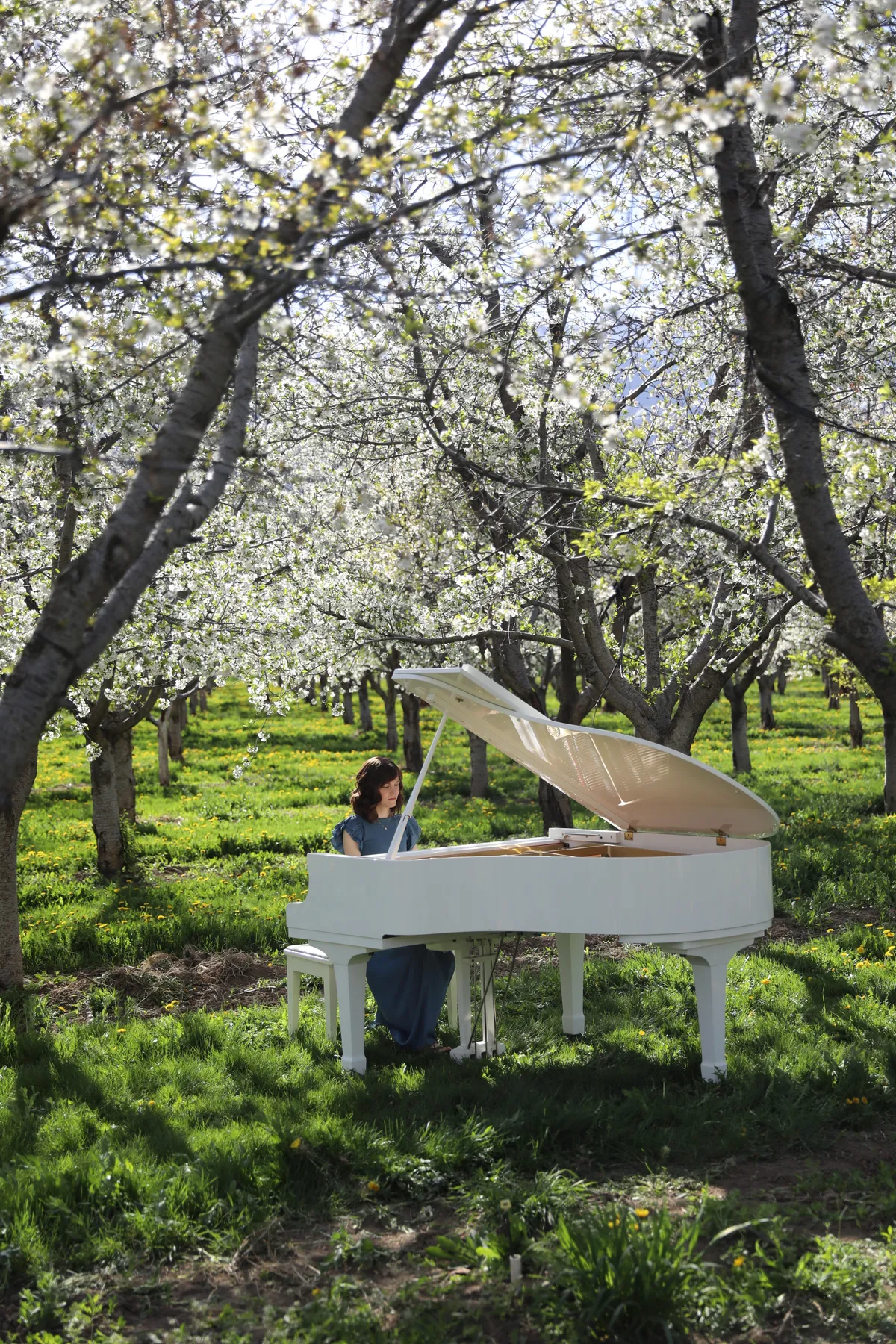 A white grand piano in a Santaquin cherry orchard in full bloom with a pianist in a blue dress playing.