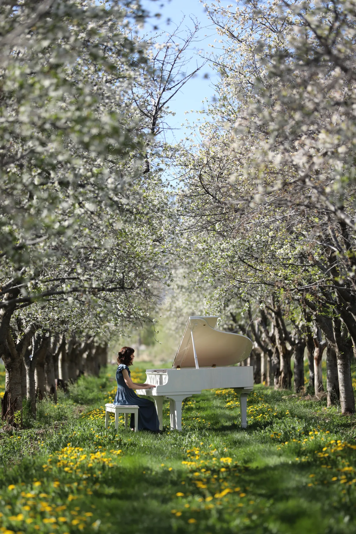 Low-angle view of a white grand piano set among yellow wildflowers and blossoming cherry trees in Santaquin.