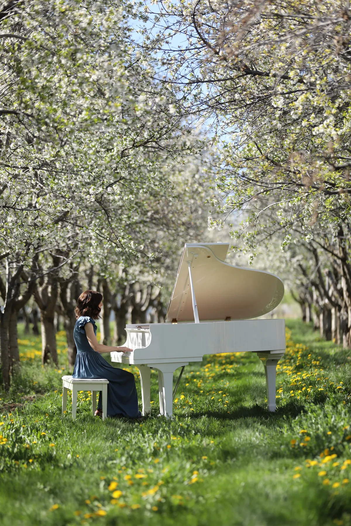 A pianist in a blue dress at a white grand piano framed by Santaquin cherry orchard trees.