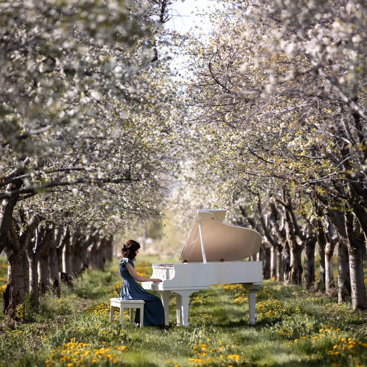 A white grand piano sits in a Santaquin, Utah cherry orchard with a woman in a blue dress playing — a Safe and Sound Pianos rental on location for a music video shoot.